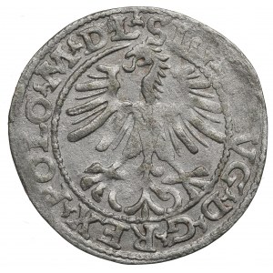 Sigismund II Augustus, Halfgroat 1564, Vilnius - L/LITV