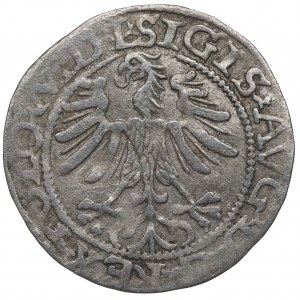 Sigismund II Augustus, Halfgroat 1565, Vilnius - L/LITV