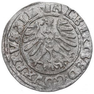 Kniežacie Prusko, Albrecht Hohenzollern, Shelburst 1559, Königsberg