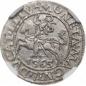 Sigismund II Augustus, halber Pfennig 1565, Vilnius - L/LITV NGC MS63