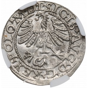 Sigismund II Augustus, halber Pfennig 1565, Vilnius - L/LITV NGC MS63