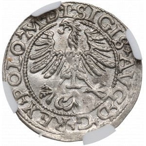 Sigismund II Augustus, Halfgroat 1565, Vilnius - L/LITV NGC MS63