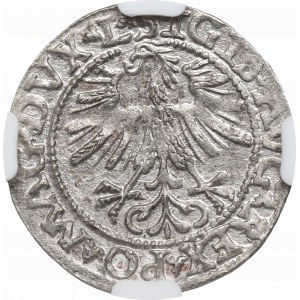 Sigismund II Augustus, halber Pfennig 1562, Vilnius - L/LITVA NGC MS62