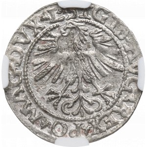 Sigismund II Augustus, Halfgroat 1562, Vilnius - NGC MS62