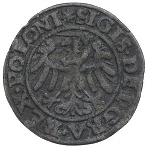 Zikmund I. Starý, Šelag 1546, Gdaňsk
