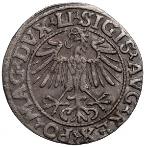Sigismund II. Augustus, Halbpfennig 1549, Wilna - LI/LITVA