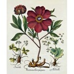 BESLER HERBARIUM UNIQUE 1613 - 367 HANDGEMALTE AQUARELLTAFELN