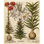 BESLER HERBARIUM UNIQUE 1613 - 367 HANDGEMALTE AQUARELLTAFELN