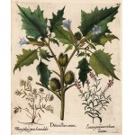 BESLER HERBARIUM UNIQUE 1613 - 367 HAND-PAINTED WATERCOLOR PLATES