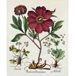 BESLER HERBARIUM UNIQUE 1613 - 367 HAND-PAINTED WATERCOLOR PLATES