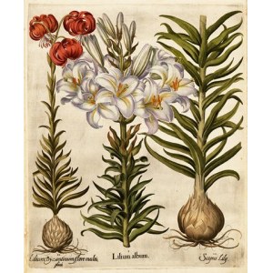 BESLER HERBARIUM UNIQUE 1613 - 367 HAND-PAINTED WATERCOLOR PLATES