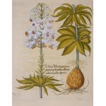 BESLER HERBARIUM UNIQUE 1613 - 367 HAND-PAINTED WATERCOLOR PLATES