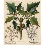 BESLER HERBARIUM UNIQUE 1613 - 367 HAND-PAINTED WATERCOLOR PLATES