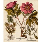 BESLER HERBARIUM UNIQUE 1613 - 367 HAND-PAINTED WATERCOLOR PLATES