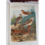 NAUMANN NATURAL HISTORY OF BIRDS 449 COLOR LITHOGRAPHS (1895-1905)