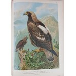 NAUMANN NATURAL HISTORY OF BIRDS 449 COLOR LITHOGRAPHS (1895-1905)