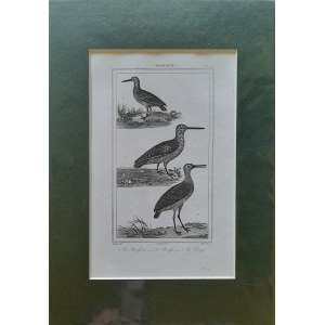 Georges Louis Leclerc de Buffon, Ptaki - bekasik, bekas, biegus (1833)