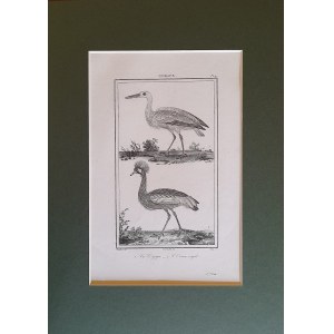 Georges Louis Leclerc de Buffon, Ptaki - bocian i żuraw koroniasty (1833)