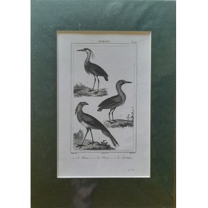Georges Louis Leclerc de Buffon, Ptaki - czapla, bąk, sekretarz (1833)