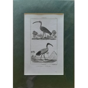 Georges Louis Leclerc de Buffon, Ptaki - kulik, ibis (1833)
