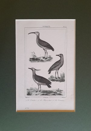 Georges Louis Leclerc de Buffon, Ptaki - kulik mniejszy, siewka złota, czajka (1833)