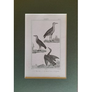 Georges Louis Leclerc de Buffon, Ptaki - wodnik zwyczajny, derkacz, le courale (1833)