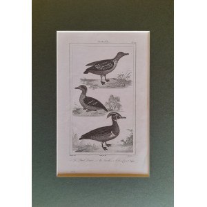 Georges Louis Leclerc de Buffon, Ptaki - warcabnik, cyraneczka, karolinka (1833)
