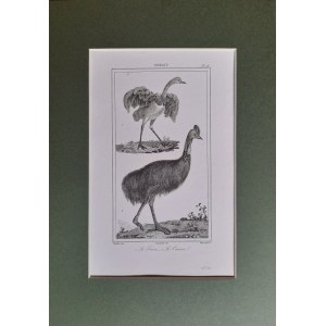 Georges Louis Leclerc de Buffon, Ptaki - struś, kazuar (1833)