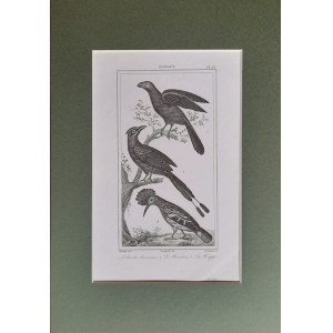 Georges Louis Leclerc de Buffon, Ptaki - kleszczojad sawannowy, piłodziób, dudek (1833)
