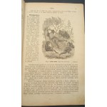 Zoologia obrazowa dla klas niższych szkół średnich M. Nowicki 1876 ilustrowane