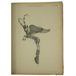 Katalog aukcji dzieł sztuki z kolekcji hrabiego Michała Tyszkiewicza [1828-1897], która miała miejsce 6 i 7 czerwca 1898 roku w Paryżu