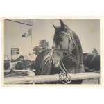 [RZESZÓW - Agricultural Exhibition during the Occupation - situational photographs]. [l. 1940s]....