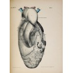 NEUGEBAUER Ludwig Adolf - Systema venosum avium cum eo mammalium et inprimis hominis collatum. Commentatio anatomica a g...