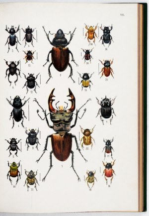 KRANCHER O[skar], UHMANN E[rnst] - Die Käfer, ihr Bau und ihre Lebensweise nebst Anleitung zur Beobachtung, Aufzucht und...