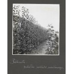 [Záhradkárstvo v Pillnitzi - situačné a pohľadové fotografie]. [l. 1930]. Súbor 9 fotografií. 12x12 cm na kartóne...