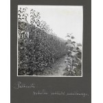 [Zahradnictví v Pillnitz - situační a pohledové fotografie]. [l. 30. léta 20. století]. Soubor 9 fotografií. 12x12 cm na kartonu...