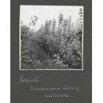 [Záhradkárstvo v Pillnitzi - situačné a pohľadové fotografie]. [l. 1930]. Súbor 9 fotografií. 12x12 cm na kartóne...