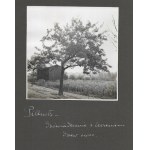 [OGRODNICTWO w Pillnitz - fotografie sytuacyjne i widokowe]. [l. 30. XX w.]. Zestaw 9 fotografii form. 12x12 cm na karto...