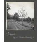 [Zahradnictví v Pillnitz - situační a pohledové fotografie]. [l. 30. léta 20. století]. Soubor 9 fotografií. 12x12 cm na kartonu...