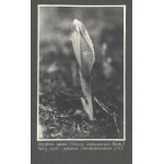 [PRZYRODA - rośliny - fotografie widokowe]. [l. 30. XX w.]. Zestaw 17 fotografii form....