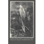 [PROSTŘEDÍ - rostliny - zobrazit fotografie]. [l. 30. léta 20. století]. Soubor 17 fotografií form....