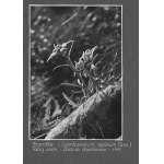 [PROSTREDIE - rastliny - zobraziť fotografie]. [l. 1930]. Súbor 17 fotografií form....