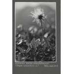 [PRZYRODA - rośliny - fotografie widokowe]. [l. 30. XX w.]. Zestaw 17 fotografii form....