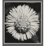 [PROSTŘEDÍ - rostliny - zobrazit fotografie]. [l. 30. léta 20. století]. Soubor 17 fotografií form....
