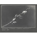 [UMWELT - Pflanzen - Fotografien ansehen]. [l. 1930er Jahre]. Satz von 17 Fotografien form....