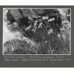 [PROSTREDIE - rastliny - zobraziť fotografie]. [l. 1930]. Súbor 17 fotografií form....