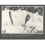 [ENVIRONMENT - plants - view photographs]. [l. 1930s]. Set of 17 photographs form....