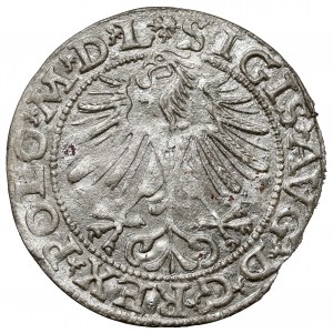 Zygmunt II August, Półgrosz Wilno 1563 - z krzyżami - b.rzadki