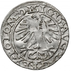 Zygmunt II August, Półgrosz Wilno 1564 - rzadki