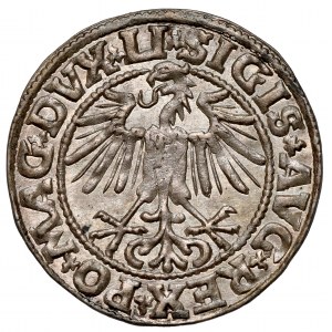 Zygmunt II August, Półgrosz Wilno 1549 - wczesny - piękny